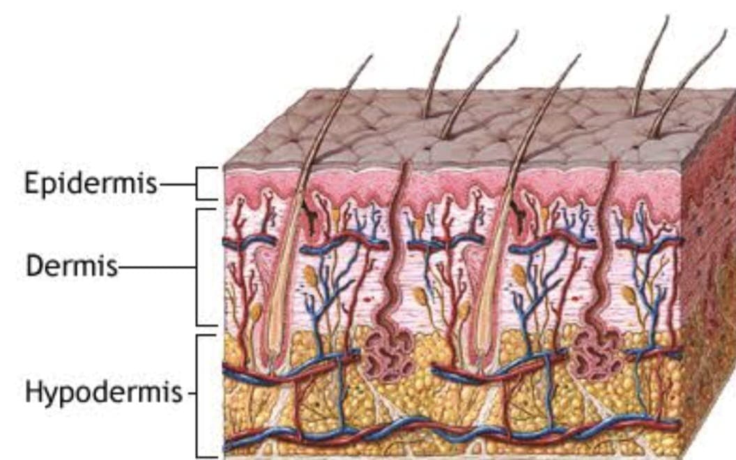 Basic Anatomy of the skin